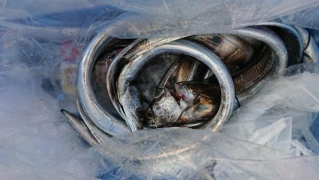 オーフリー 釣果