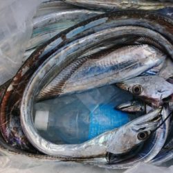 オーフリー 釣果