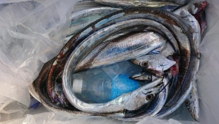 オーフリー 釣果