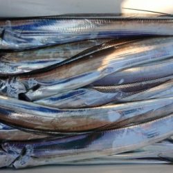 オーフリー 釣果