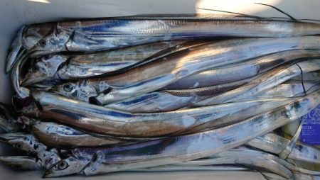 オーフリー 釣果