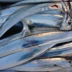 オーフリー 釣果