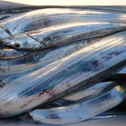 オーフリー 釣果