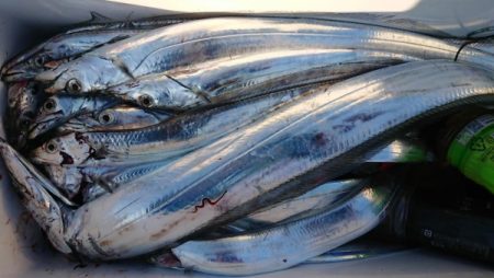 オーフリー 釣果