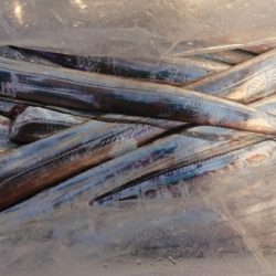 オーフリー 釣果