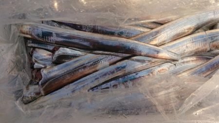 オーフリー 釣果