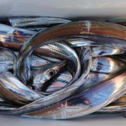 オーフリー 釣果