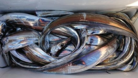 オーフリー 釣果