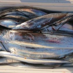 オーフリー 釣果