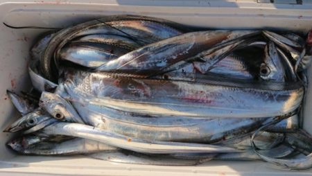 オーフリー 釣果