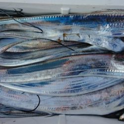 オーフリー 釣果