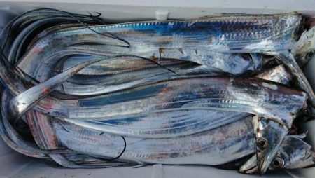 オーフリー 釣果