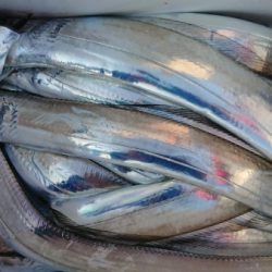 オーフリー 釣果