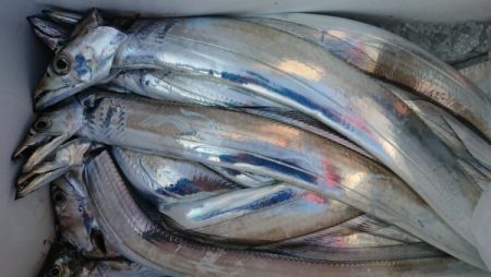 オーフリー 釣果