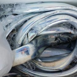 オーフリー 釣果