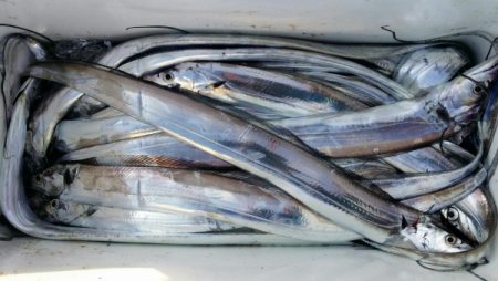 オーフリー 釣果