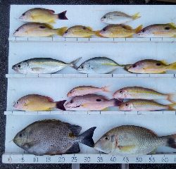 本部釣りイカダ 釣果