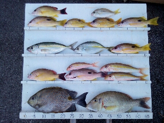 本部釣りイカダ 釣果