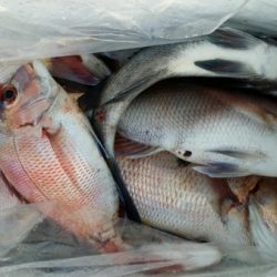 オーフリー 釣果