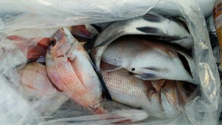 オーフリー 釣果