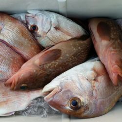 オーフリー 釣果