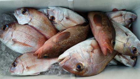 オーフリー 釣果