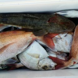 オーフリー 釣果