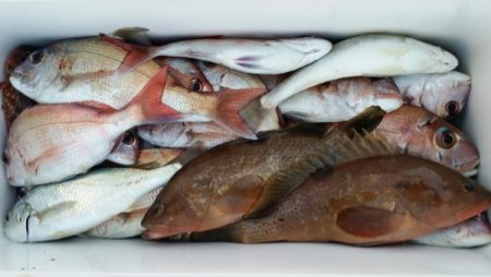 オーフリー 釣果