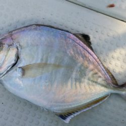 オーフリー 釣果