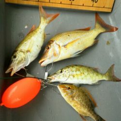 本部釣りイカダ 釣果