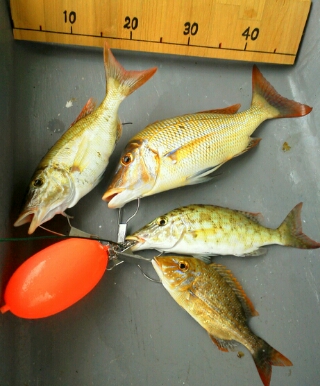 本部釣りイカダ 釣果