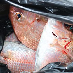 松本釣船２ 釣果