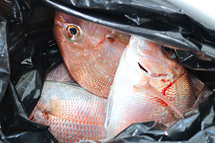 松本釣船２ 釣果