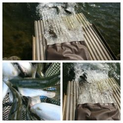 みどりフィッシングエリア 釣果