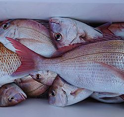 松本釣船２ 釣果