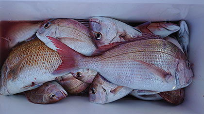 松本釣船２ 釣果