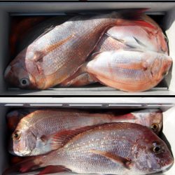 来温丸(らいおんまる) 釣果