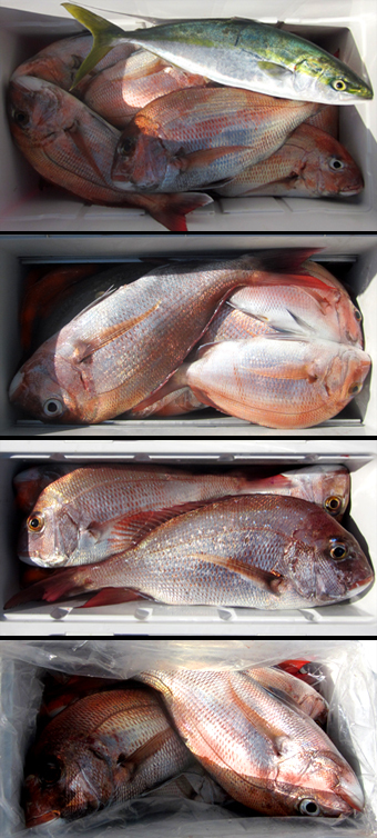 来温丸（らいおんまる） 釣果