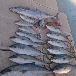 旭星釣りセンター 釣果