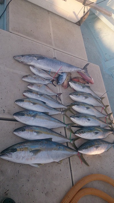 旭星釣りセンター 釣果