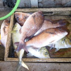 海釣り公園みかた 釣果