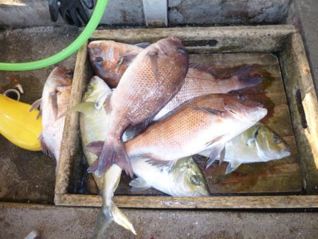 海釣り公園みかた 釣果