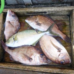 海釣り公園みかた 釣果