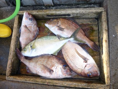 海釣り公園みかた 釣果