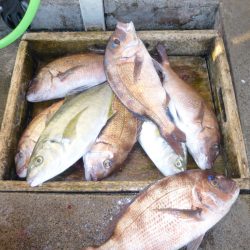 海釣り公園みかた 釣果