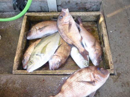 海釣り公園みかた 釣果