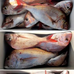 来温丸（らいおんまる） 釣果