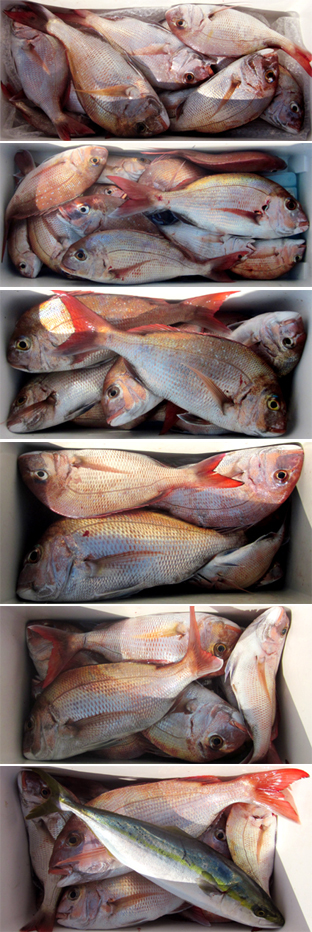 来温丸（らいおんまる） 釣果