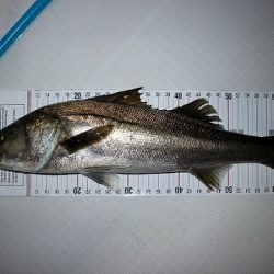 フルコンタクト 釣果