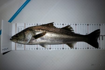 フルコンタクト 釣果